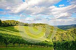 Vines in a vineyard in autumn - Wine grapes before harvest, Styria Austria