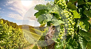 Vines in a vineyard near a winery in the evening sun, White wine grapes before harvest