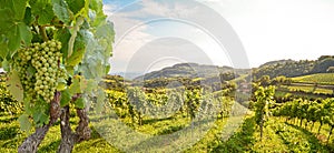 Vines in a vineyard with white wine grapes in summer, hilly agricultural landscape near winery at wine road, Styria Austria photo