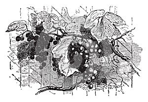 Vines vintage illustration