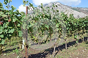 Vines in winemaking in mountain region