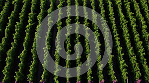 vines winery grape background