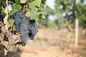 Vineyad Grapes photo