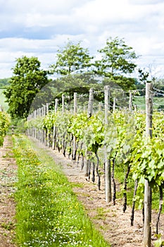 vineyar near Lamberhurst, Kent, England