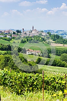 vineyar near Tana, Asti Region, Piedmont, Italy