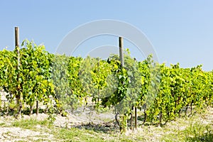 Vineyar, Piedmont, Italy