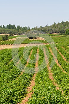 Vineyard