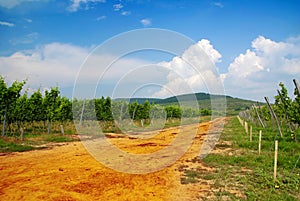 Vineyard