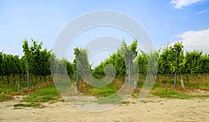 Vineyard