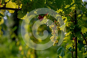 Vineyard