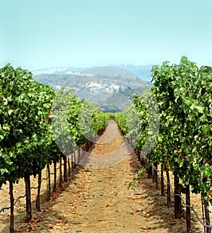 Vineyard