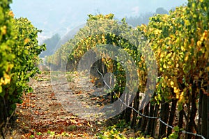 Vineyard