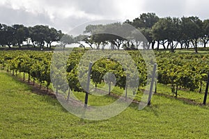 Vineyard