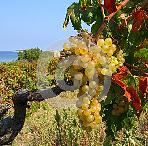 Vinedos 