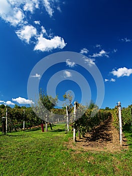 Vineyard