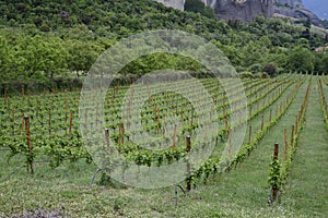 Vineyard