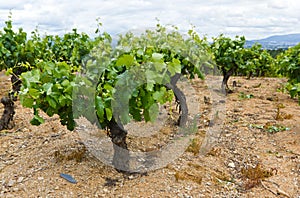 Vineyard