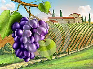 Vineyard