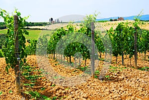 Vineyard