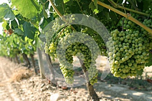 Vineyard