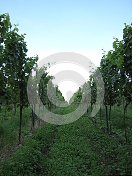 Vineyard