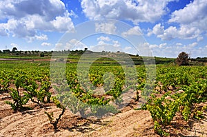 Vineyard