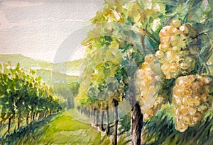 Vineyard