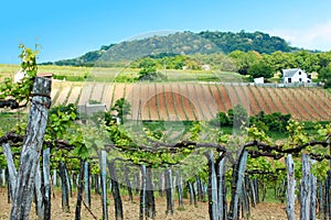 Vineyard