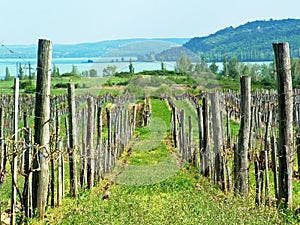 Vineyard