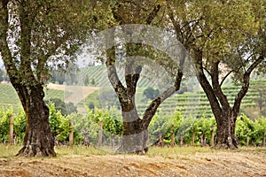 Vineyard