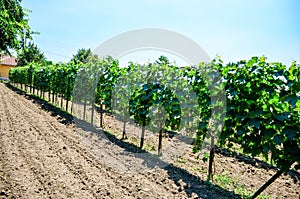 Vineyard