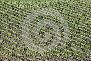 Vineyard from above