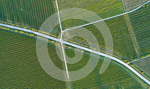 Vineyard from above