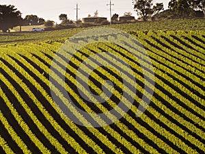 Vineyard in Adelaide hills