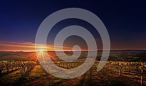 Vineyard in the Adelaide Hills wine region, South Australia photo