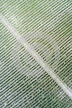 Vineyard aerial view