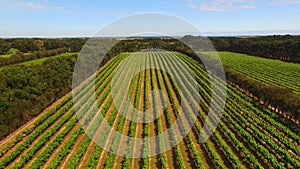 Vineyard Aerial Views