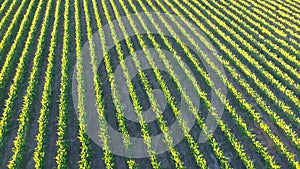 Vineyard Aerial Views