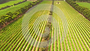 Vineyard Aerial Views