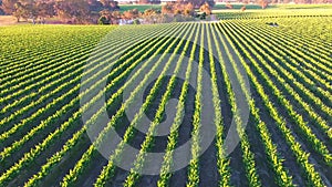 Vineyard Aerial Views