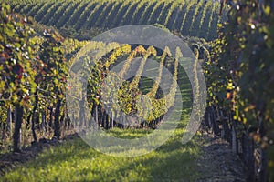 Vineyard in the afternoon sun