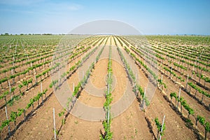 Vineyard agrecultural meadow