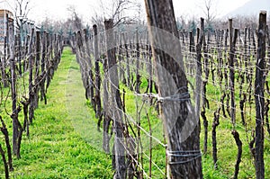 Vineyard in Alazani Valley, Georgia