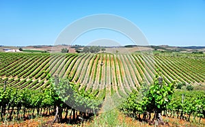 Vineyard at Alentejo, Portugal. photo