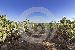Vineyard at Alentejo production region and touristic destination, Portugal