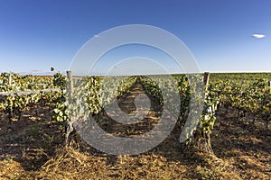 Vineyard at Alentejo production region and touristic destination, Portugal