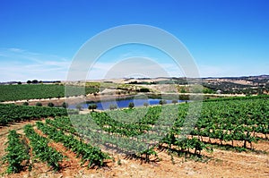 Vineyard at Alentejo region of Portugal