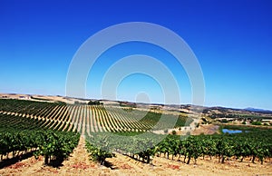 Vineyard at Alentejo region,Portugal.
