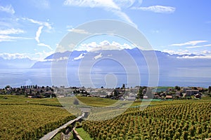 Vineyard along the lake, Switzerland
