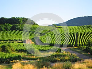 Vineyard in Alsace